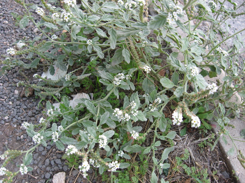 Heliotropium europaeum / Eliotropio selvatico